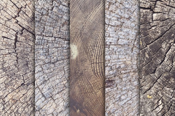 2 Tree Trunk Stump Textures x10 (1820)